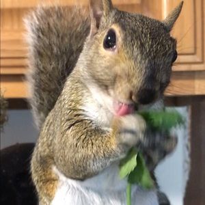 Buy 2 items get 20% off on ALL ITEMS!! 🐰🦁🐿